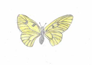 Сергеева Марина Олеговна